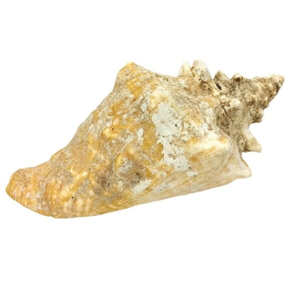 Queen Conch Sea Shell 9 Inch Natural Florida Beach Pink Beige Nautical Decor - Picture 7 of 7